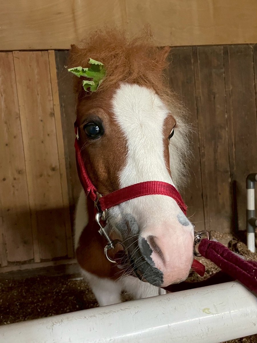 なな 中古 ドライバー ダンロップ スリクソンZX5 Mk II/SPEEDER NX GREEN 50