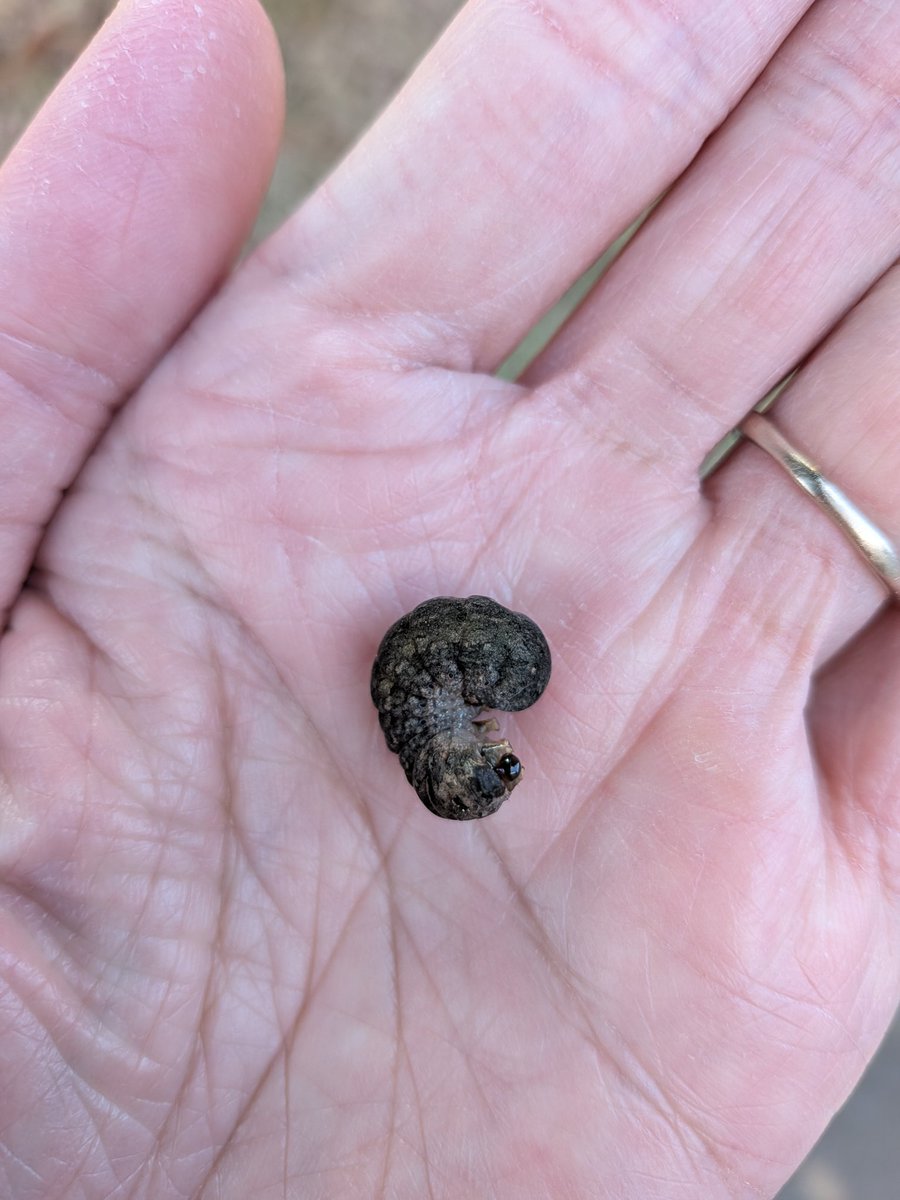 みー 2025年最新】Yahoo!オークション -ディオzx50(オートバイ車体)の