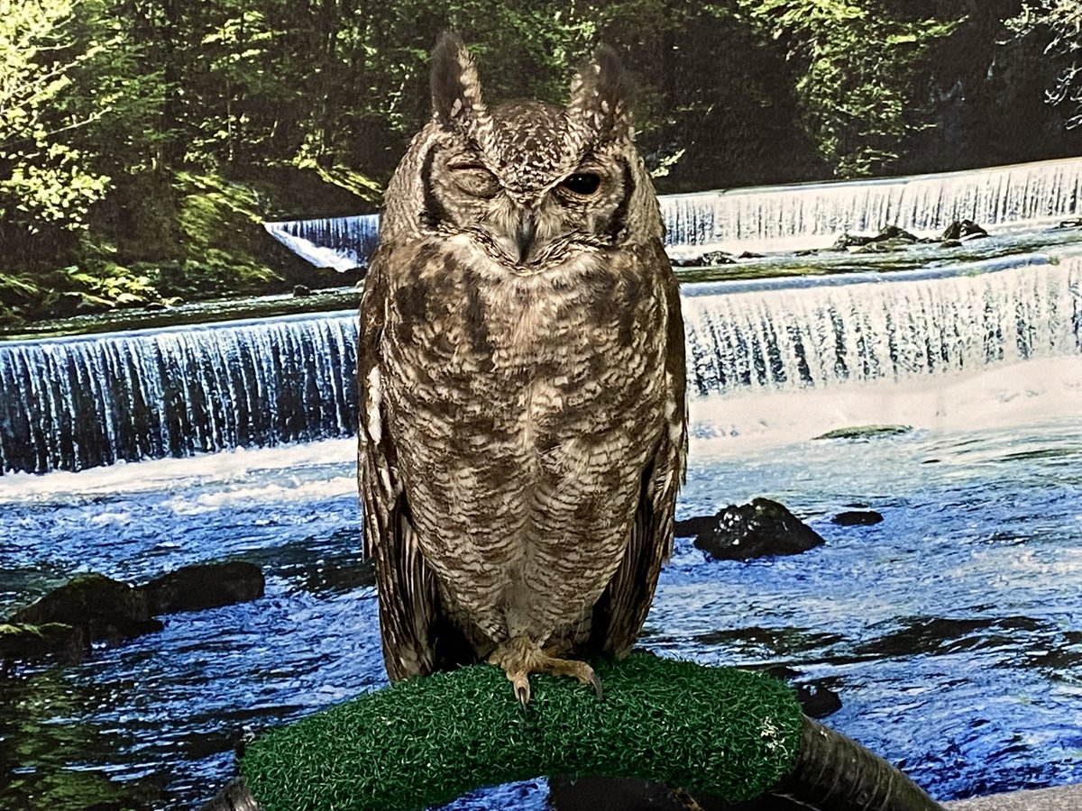 それいけ💚🍵🌱🪽 on X