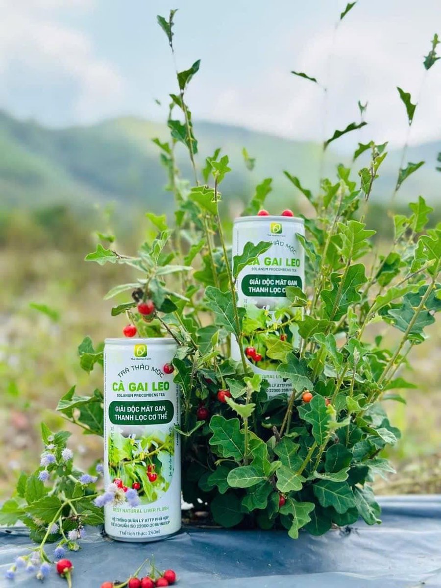 Tháng mười, gió thu về ngang Ninh Thượng,
Trời trong veo, ruộng lúa cũng hiền hơn.
Tôi ngồi bên hiên, khui một lon cà gai leo Moshav,
Hương thảo mộc bay lên, nhẹ như mây đầu ngọn núi.

Không ồn ào, không cần phải vội,
Chỉ một ngụm thôi nghe gan mình thở lại.