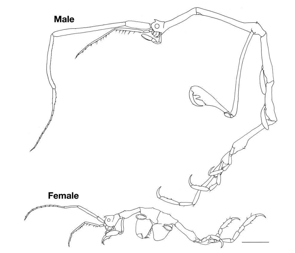 Species_Divers's tweet photo. A New Species of Caprella (Crustacea: Amphipoda: Caprellidae) Collected from Ehime Prefecture, Western Japan
#newspecies #caprellid #SpeciesDiversity
πhttps://t.co/n2lwcEeaYI https://t.co/9wNebyaVw4