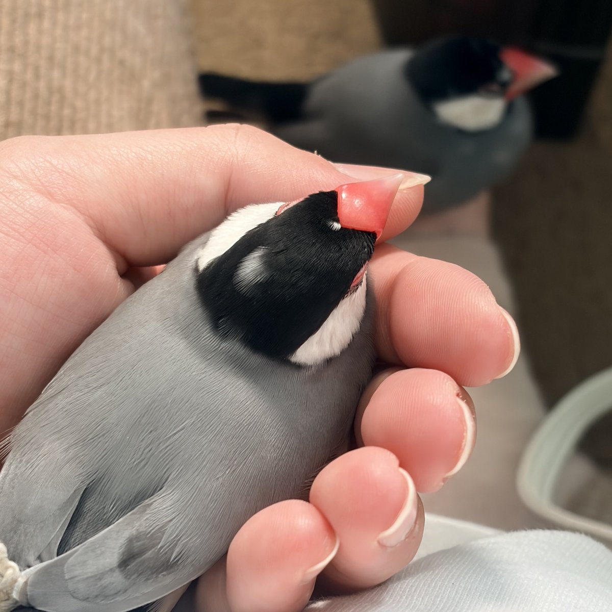 yuuページ 國産yuu🔰 on X