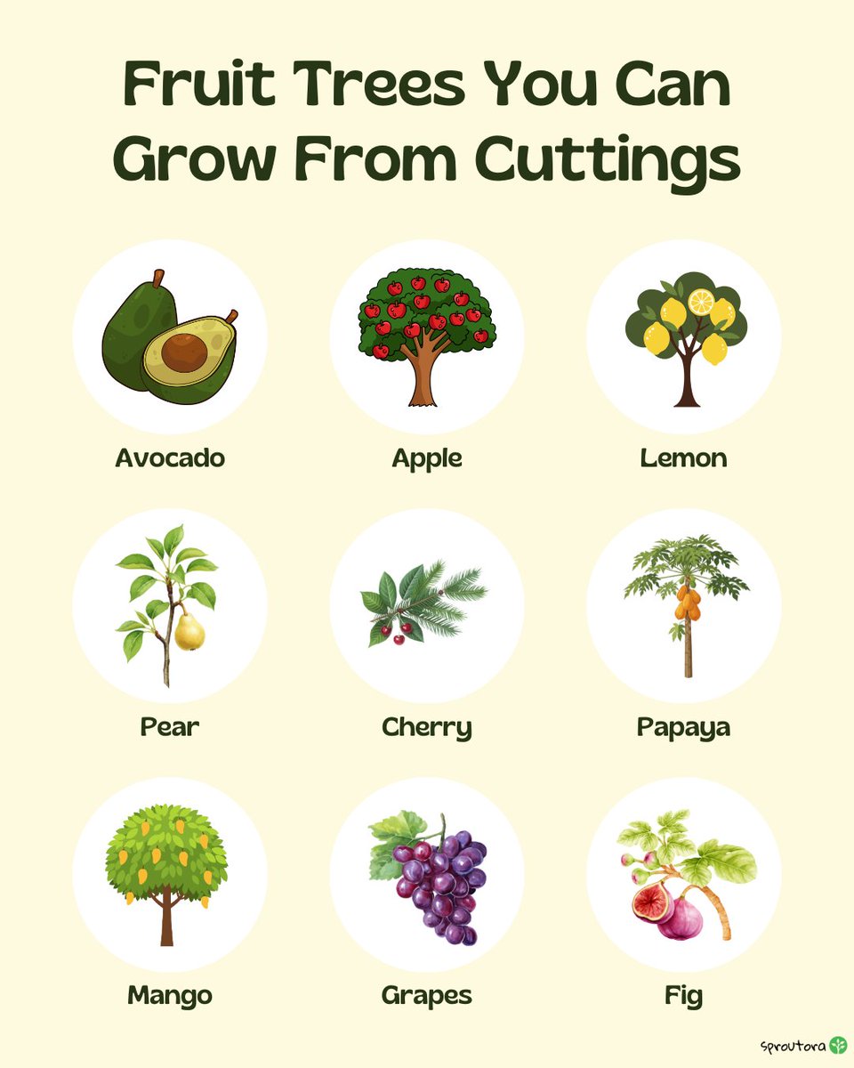 🌳✨ Did you know you can grow fruit trees from simple cuttings — no expensive nursery trees needed?

It’s easier than you think!
Here are some you can start today 👇