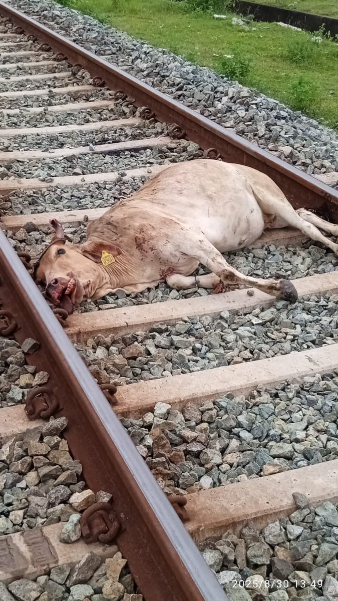 HimalayaJaiHind's tweet photo. @AshwiniVaishnaw @narendramodi @RailMinIndia @NWRailways 15,000 गौवंश सहित अन्य बेजुबानों की उदयपुर-अहमदाबाद रेलवे ट्रैक पर रेल दुर्घटना में दर्दनाक मौत,
क्षेत्र में स्थायी तारबंदी करवाकर हज़ारों बेजुबानों को राहत प्रदान करावें! #KhooniTrack https://t.co/yD25sV3vbM