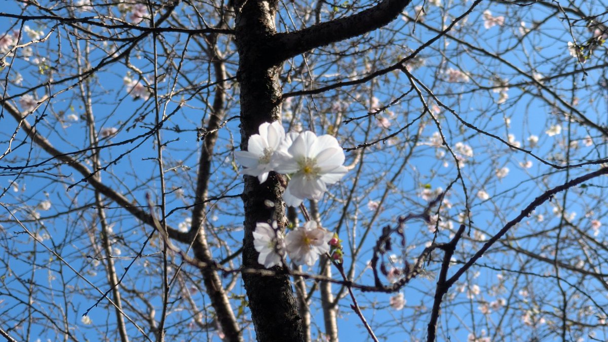 𓃗クラヲ𓃗 on X