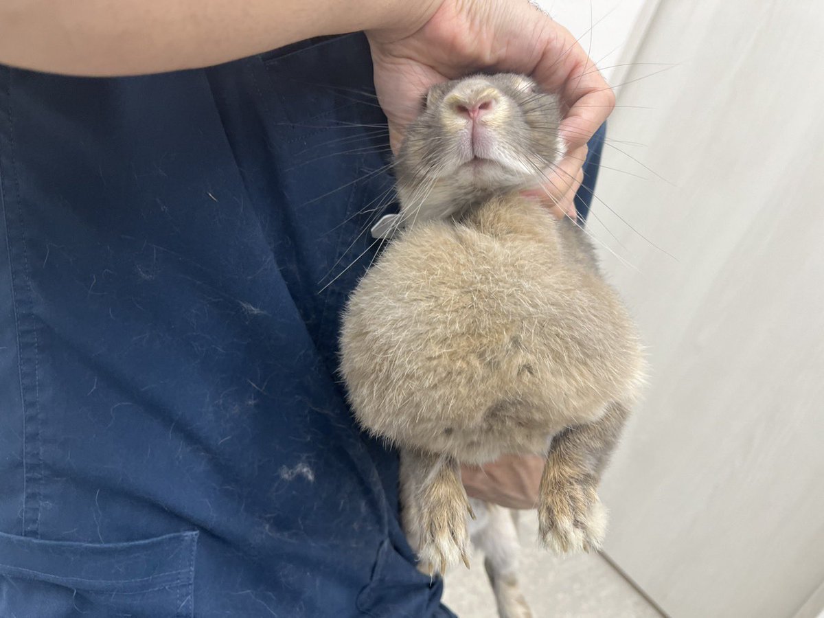 Blog_Mareeba's tweet image. 飼い主様が肉垂(マフ)だと思っていたものが実は腫瘤だったということがあります。

写真の子も別の症状でお連れになり診察の時に握り拳2,3個程の大きさの腫瘤が見つかりました。

腫瘤の代表的なものは腫瘍や膿瘍で、肉垂は柔らかいですが、腫瘤は軟性や弾性、硬固など様々な感触です。…