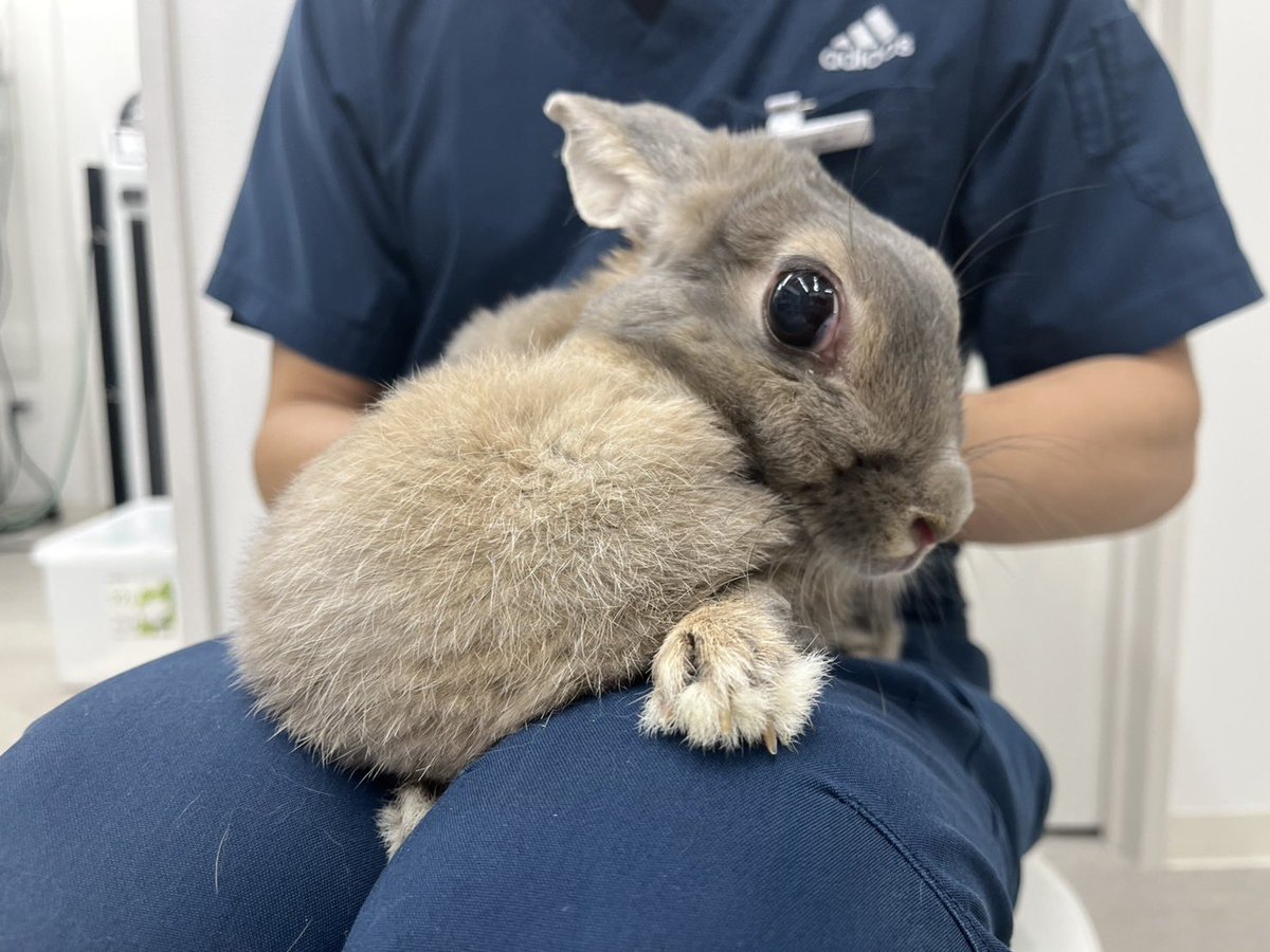 Blog_Mareeba's tweet image. 飼い主様が肉垂(マフ)だと思っていたものが実は腫瘤だったということがあります。

写真の子も別の症状でお連れになり診察の時に握り拳2,3個程の大きさの腫瘤が見つかりました。

腫瘤の代表的なものは腫瘍や膿瘍で、肉垂は柔らかいですが、腫瘤は軟性や弾性、硬固など様々な感触です。…