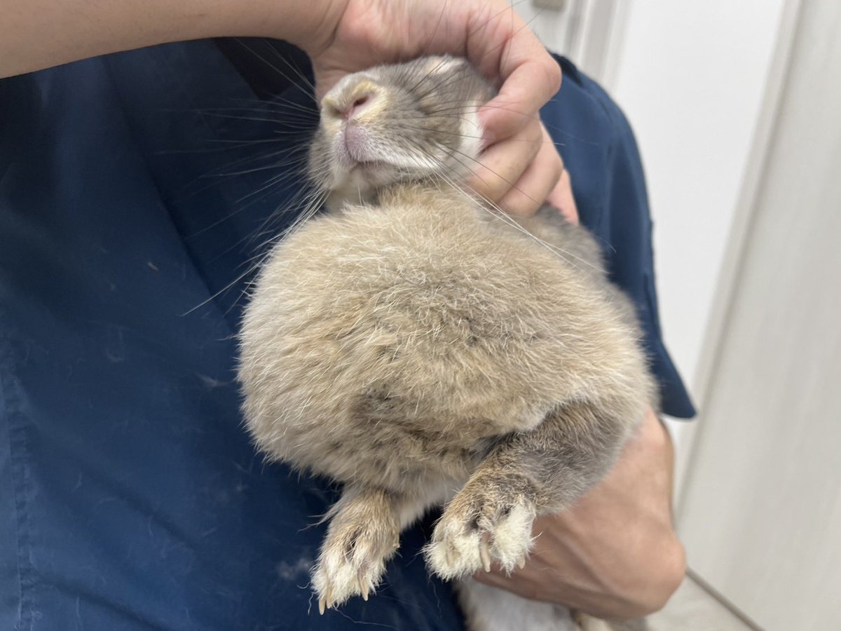 Blog_Mareeba's tweet image. 飼い主様が肉垂(マフ)だと思っていたものが実は腫瘤だったということがあります。

写真の子も別の症状でお連れになり診察の時に握り拳2,3個程の大きさの腫瘤が見つかりました。

腫瘤の代表的なものは腫瘍や膿瘍で、肉垂は柔らかいですが、腫瘤は軟性や弾性、硬固など様々な感触です。…