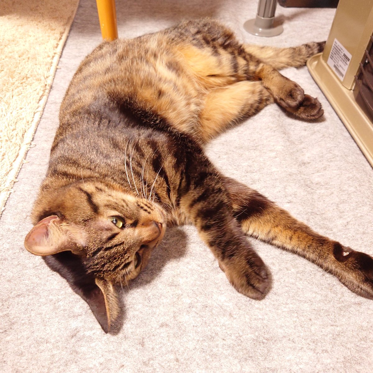 ねこページ Noriko💗 on X