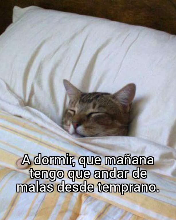 Dilo con gatitoz (@dilocongatitoz) on Twitter photo 