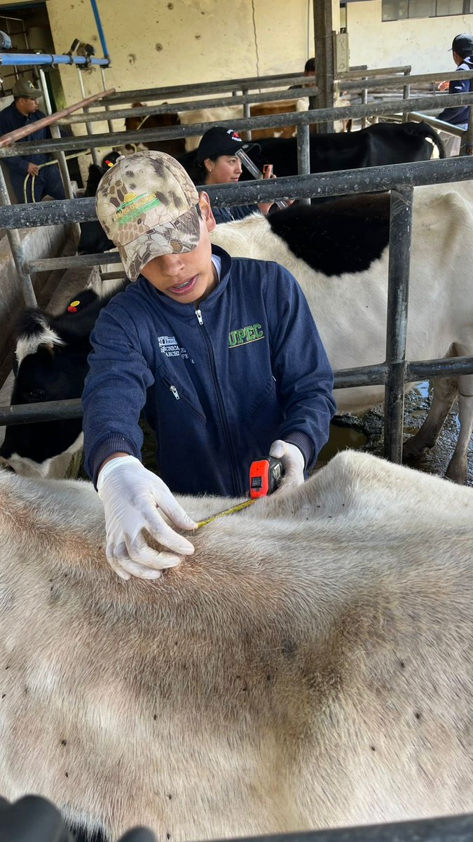 itsalfonsoh's tweet photo. 🎓💪 Tecnología Superior en Producción Agropecuaria. 

🐄 La práctica presente en la formación de nuestros estudiantes, en esta ocasión morfometría en bovinos de leche o calificación por tipo de vacas lecheras.

👌Decídete por esta carrera: corta, gratuita y de tercer nivel. https://t.co/T7UDu30UrA