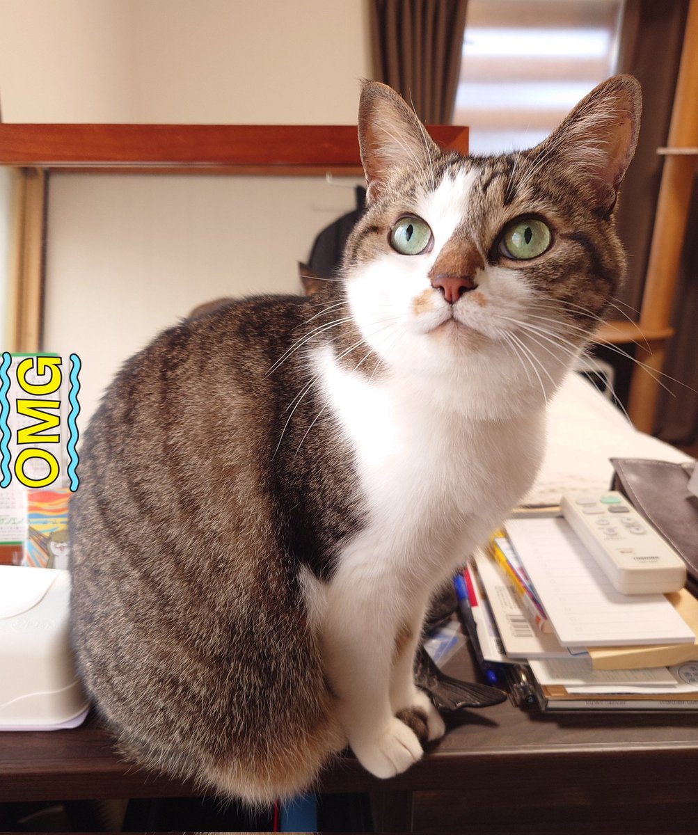 ねご⚡️：ねこ下僕見習い on X