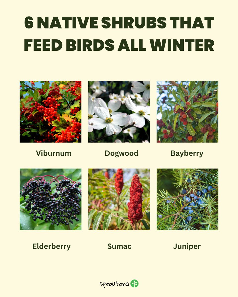 ❄️🌿 Winter can be tough for birds, but your garden can be their lifeline!
Planting native shrubs that produce berries and seeds helps local birds survive the cold months. 🐦

Here are 6 native shrubs that feed birds all winter 👇
