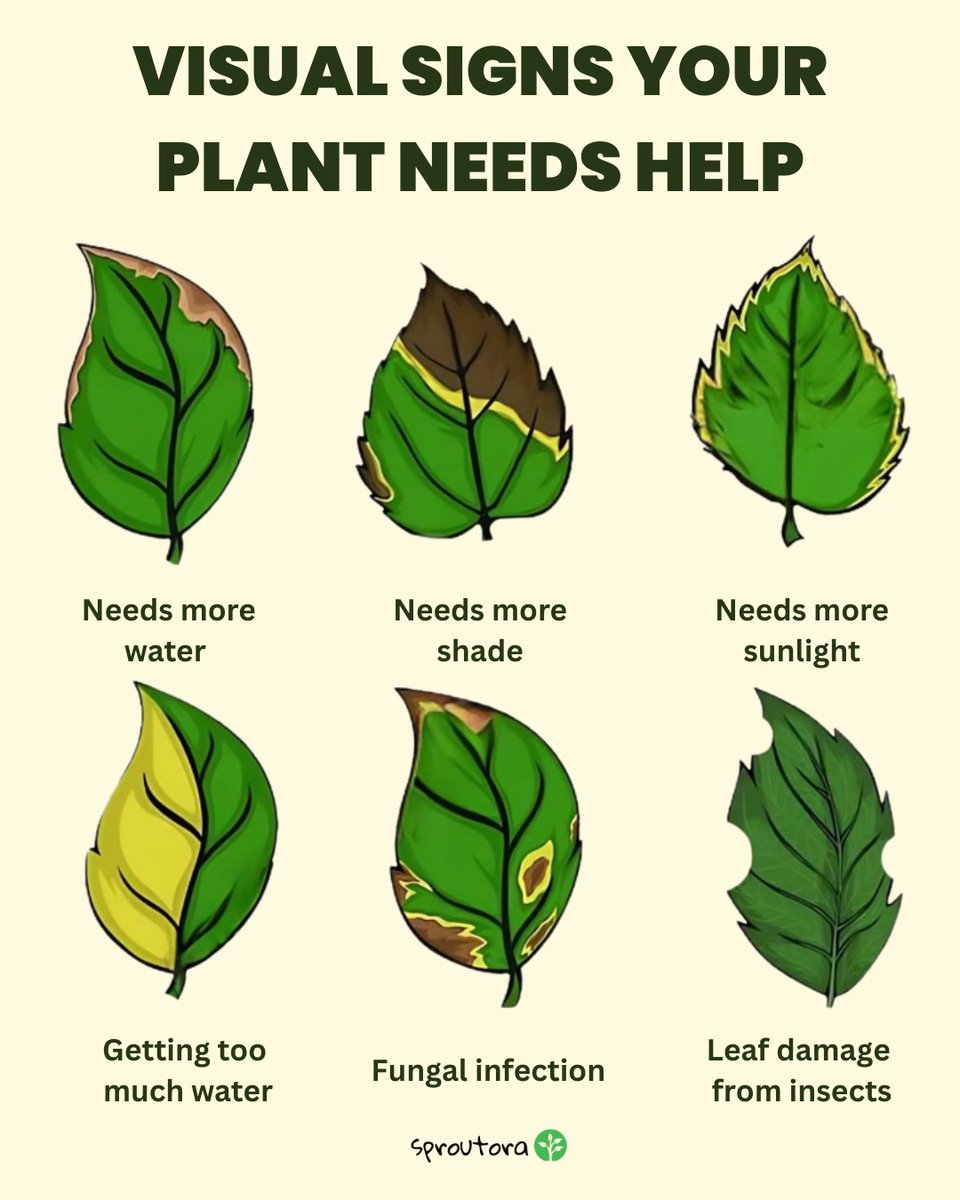🌿✨ Your plants can’t talk — but they definitely show when something’s wrong!
Learning to read their visual signs can save them before it’s too late. 👀

Here are a few clues your plant is asking for help 👇
