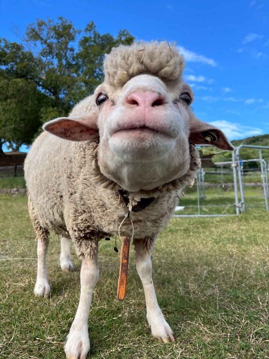 ⭐️ にこちゃんです にこ