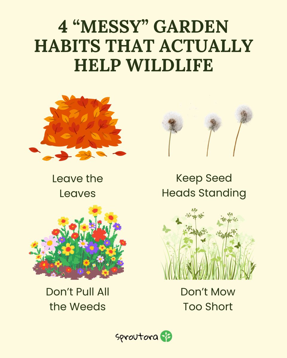 Think your garden looks messy? Nature loves it that way!
Some of the “untidy” things we do (or don’t do) actually create safe spaces for pollinators, birds, and beneficial insects. 🌸

Here are 4 “messy” habits that help wildlife thrive 👇