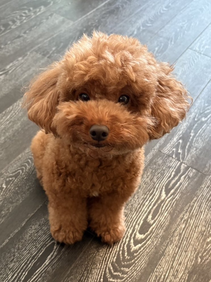 埼玉のはるるん (@harurun_516) / Posts / X