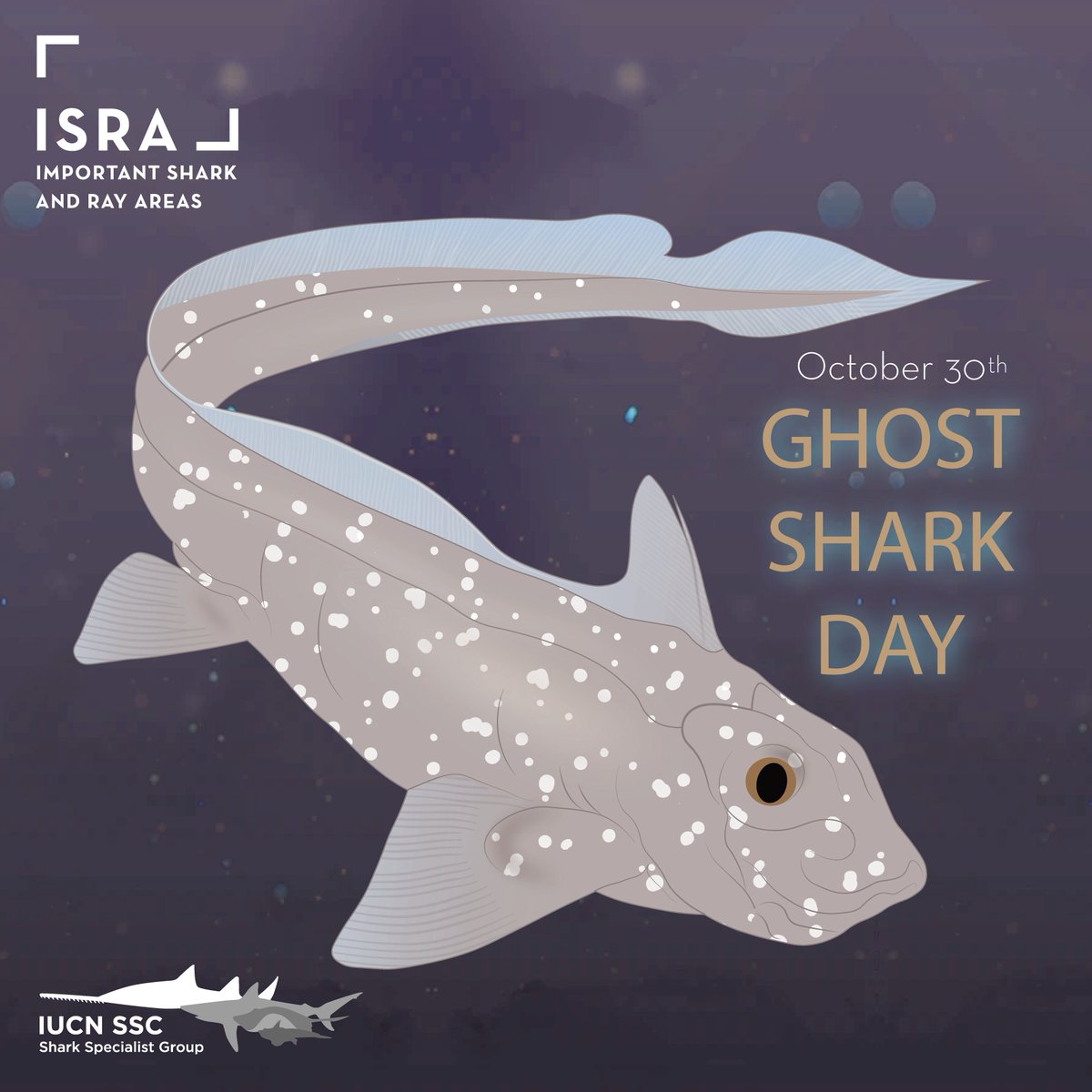 Happy International Ghost Shark Day from the IUCN SSC Shark Specialist Group!

Most ghost sharks (chimaeras) live primarily in deep, dark waters (>200 m) around the world.