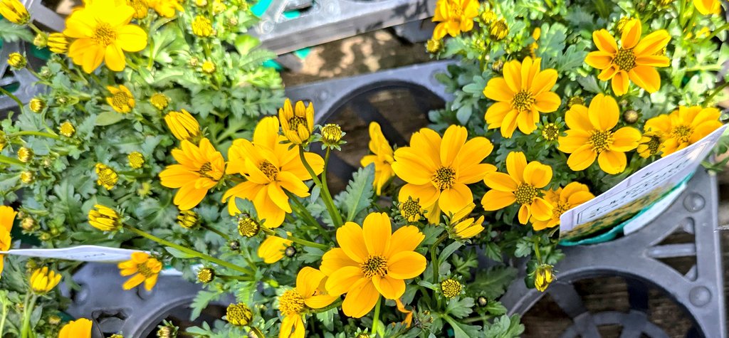 花柴コロン on X