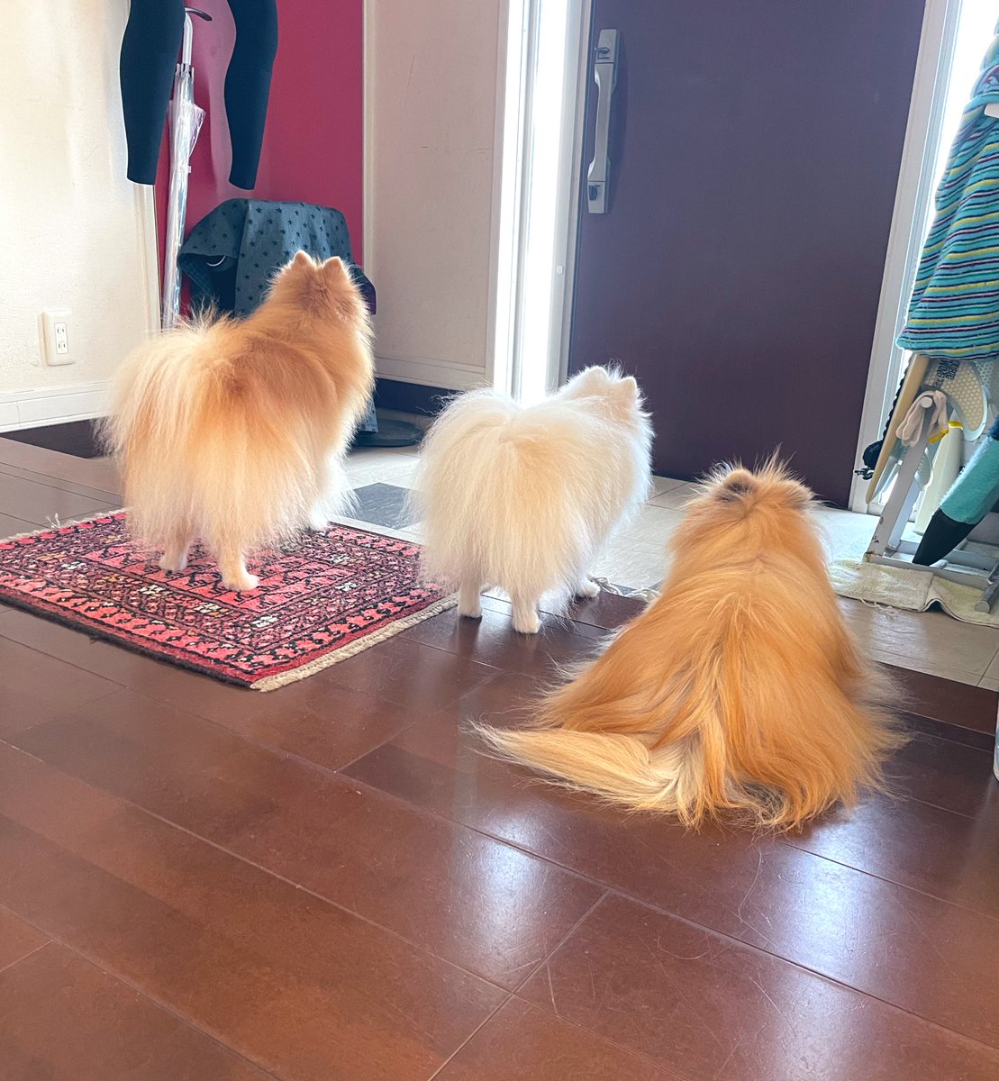 ポメラニア(3🧡🦁🤍) (@ak1toPome) / Posts / X