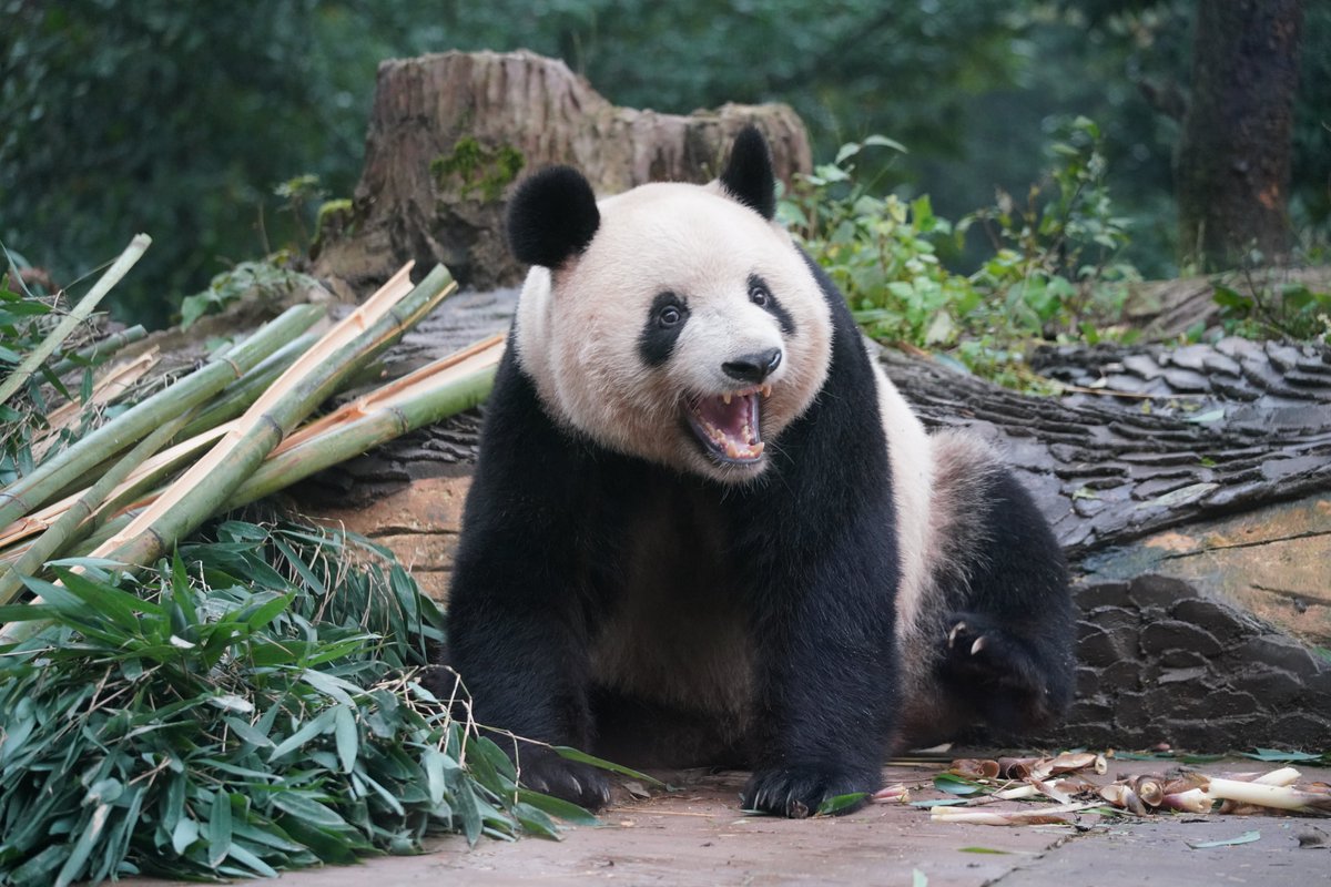 シャンシャンの家 (@NanSenko78281) / Posts / X