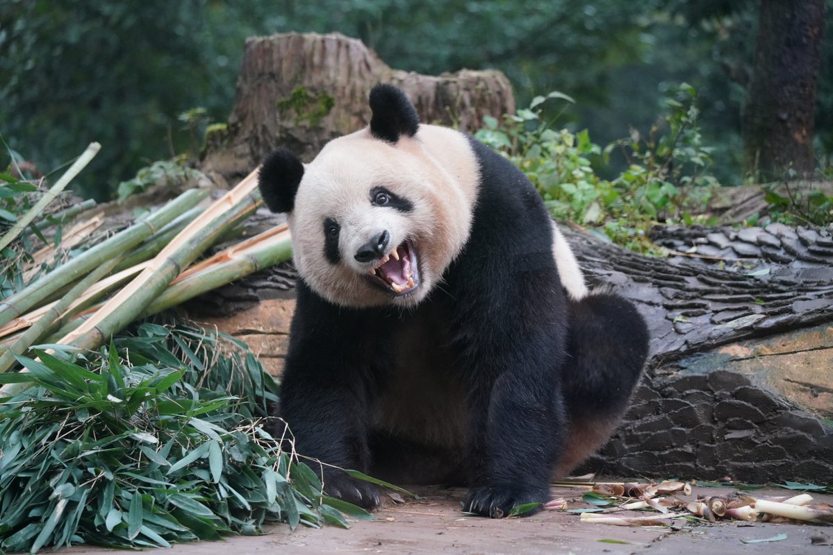 シャンシャンのカキカキタイム、可愛すぎ！😍🥰