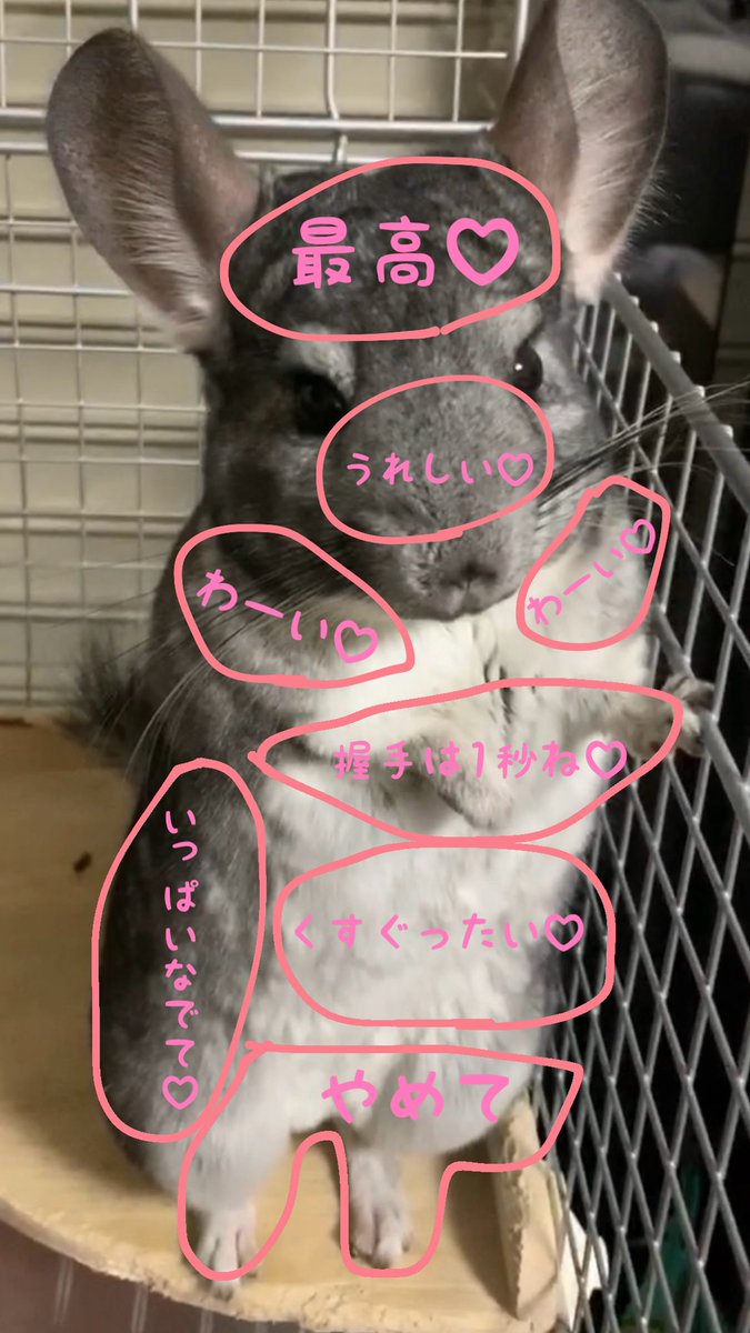 solu_chinchilla's tweet photo. ぼくのおさわりマップ大公開♡ https://t.co/C0c84vDuFq