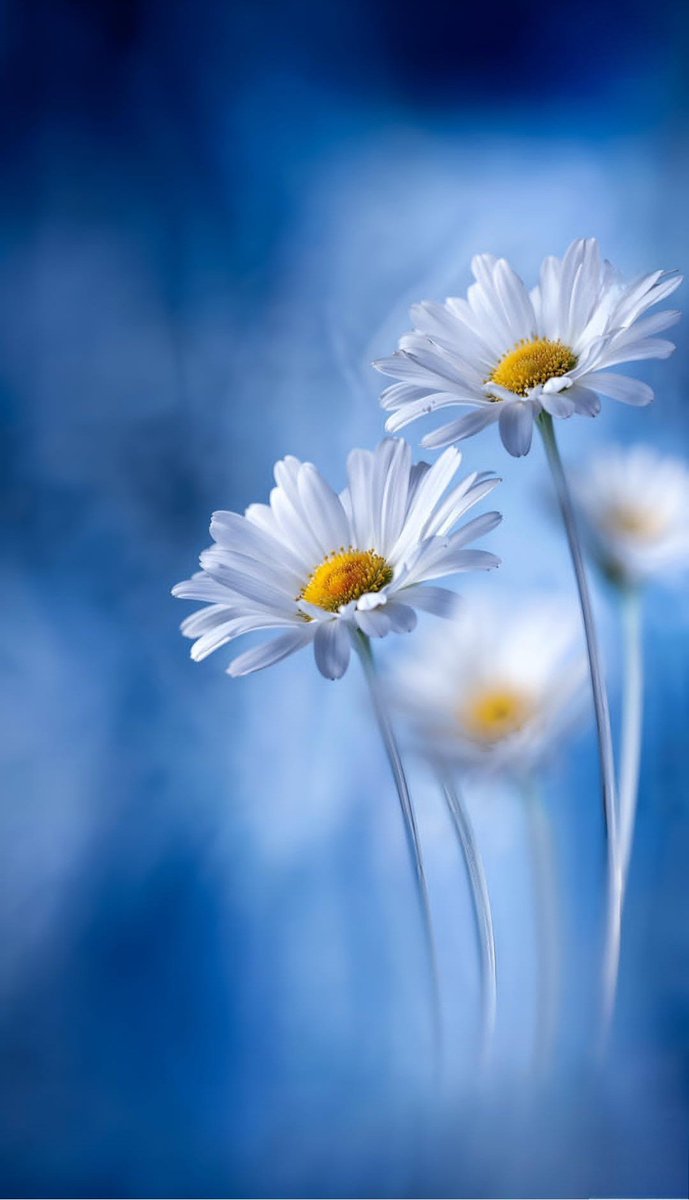 Gülüşü güzel kadınlar papatyaları sever.....
Günaydın mutlu keyifli bir gün dileğiyle ☕️☕️