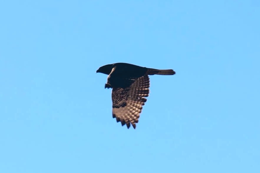 elguerolanchero's tweet image. #pigeoncontrol #theboss #airsuperiority #archives The time this big Hawk showed up and all the flights were grounded (no flight zone)pigeons were grounded that day.