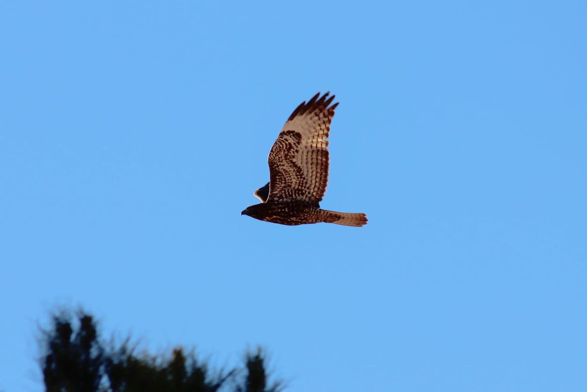elguerolanchero's tweet image. #pigeoncontrol #theboss #airsuperiority #archives The time this big Hawk showed up and all the flights were grounded (no flight zone)pigeons were grounded that day.