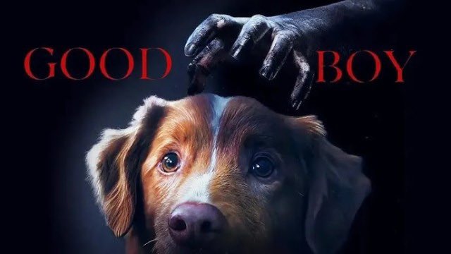 Good Boy funciona como respuesta a la ola de películas de idealización del perro como incondicional por decisión. Aquí, la lealtad no es una virtud, sino una condena grabada en el instinto: el amor incondicional como tragedia. La decisión de mantener el punto de vista del perro y