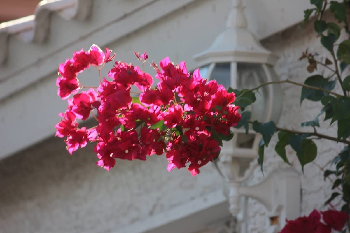 elguerolanchero's tweet photo. #bugambilia #flower #colors #archives
enjoying the neighbors bugambilia flowers. https://t.co/s1yCJnwBO0
