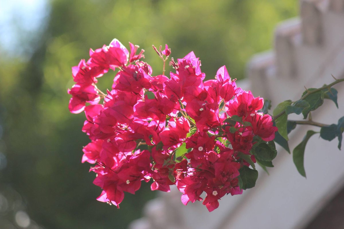 elguerolanchero's tweet photo. #bugambilia #flower #colors #archives
enjoying the neighbors bugambilia flowers. https://t.co/s1yCJnwBO0