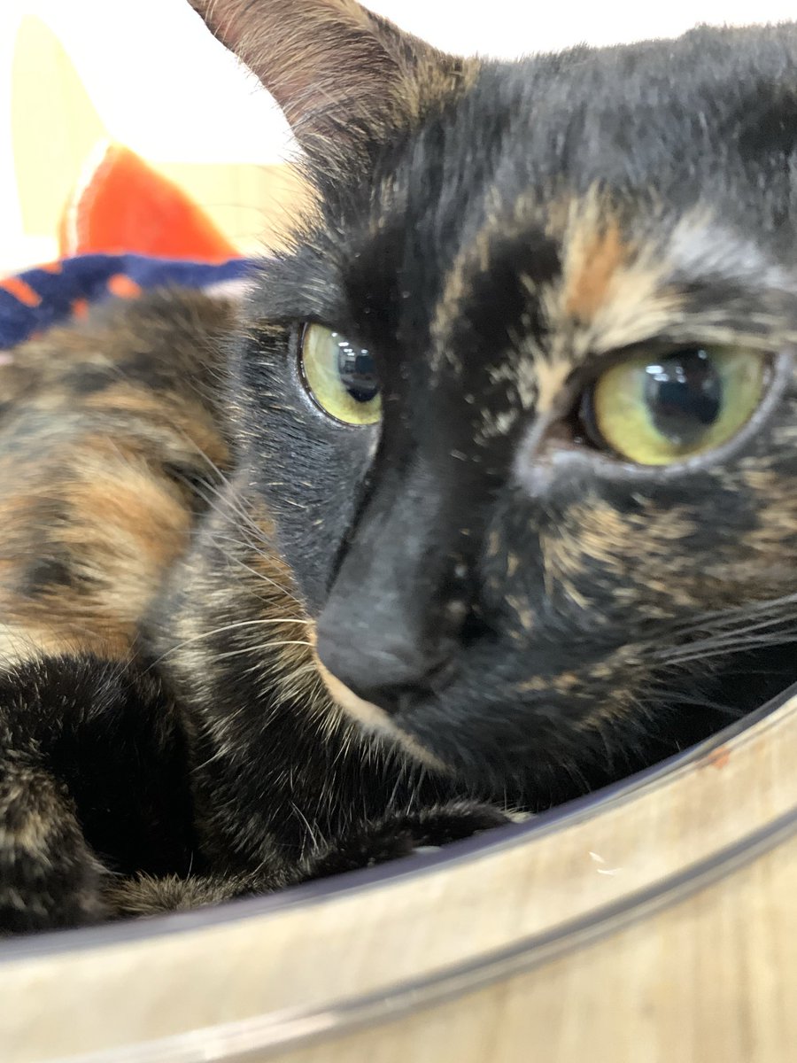 waidick's tweet image. Some body said post cat can get more attentiosn, isn't it? Lets try

#cat
#tortoiseshell