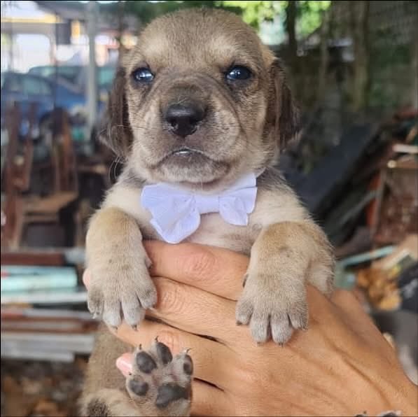 caninos911's tweet image. ‼️🐶EN ADOPCIÓN🐶‼️

Cambiemos el rumbo de estos bellos cachorros y adopta con responsabilidad y amor 🙏🏻♥️🐾. 

Adopciones WhatsApp: 
993 194 0616 

Fomentemos el amor, el respeto y el cuidado hacia nuestros compañeros de vida.
#Caninos911 #Refugio