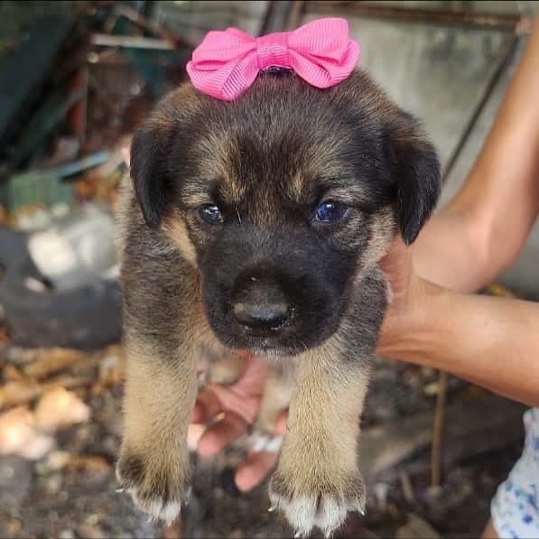 caninos911's tweet image. ‼️🐶EN ADOPCIÓN🐶‼️

Cambiemos el rumbo de estos bellos cachorros y adopta con responsabilidad y amor 🙏🏻♥️🐾. 

Adopciones WhatsApp: 
993 194 0616 

Fomentemos el amor, el respeto y el cuidado hacia nuestros compañeros de vida.
#Caninos911 #Refugio