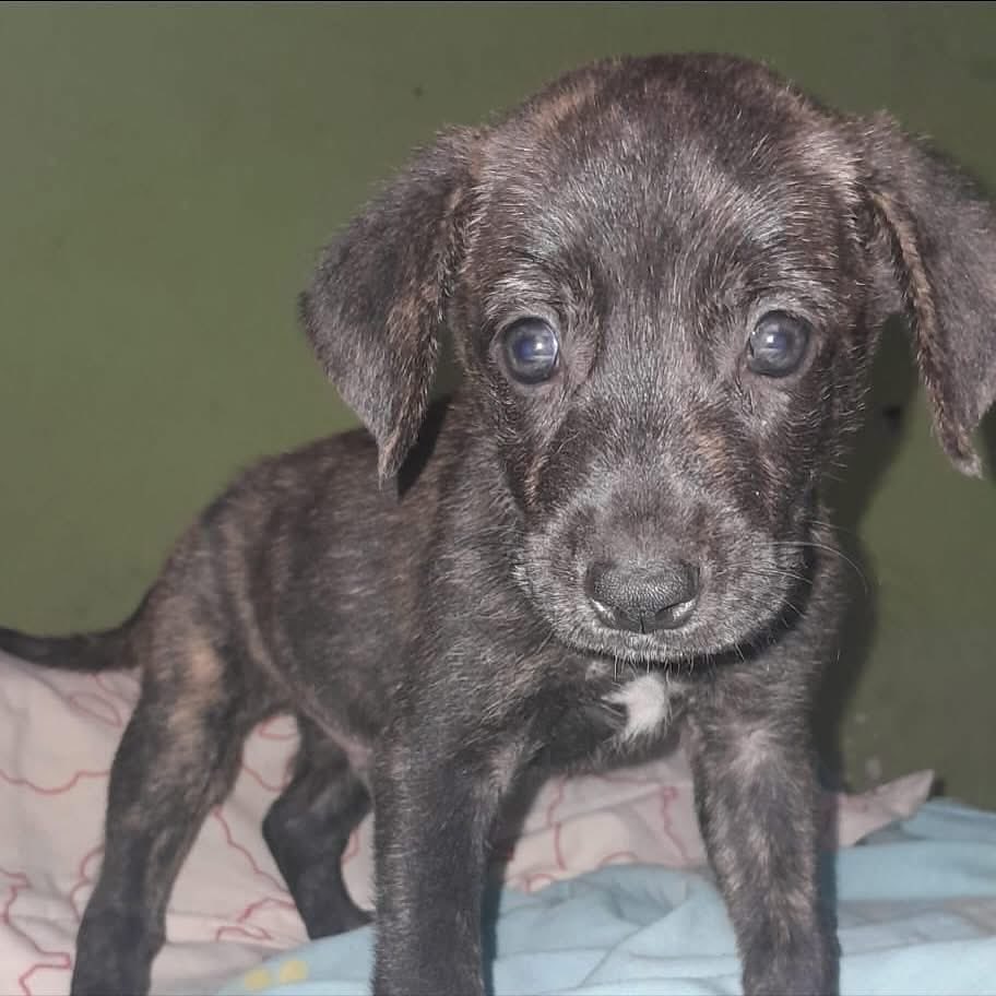 caninos911's tweet image. ‼️🐶EN ADOPCIÓN🐶‼️

Cambiemos el rumbo de estos bellos cachorros y adopta con responsabilidad y amor 🙏🏻♥️🐾. 

Adopciones WhatsApp: 
993 194 0616 

Fomentemos el amor, el respeto y el cuidado hacia nuestros compañeros de vida.
#Caninos911 #Refugio