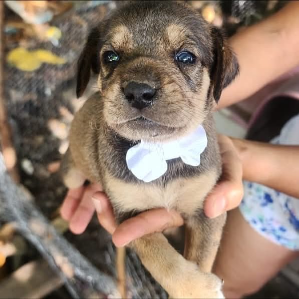 caninos911's tweet image. ‼️🐶EN ADOPCIÓN🐶‼️

Cambiemos el rumbo de estos bellos cachorros y adopta con responsabilidad y amor 🙏🏻♥️🐾. 

Adopciones WhatsApp: 
993 194 0616 

Fomentemos el amor, el respeto y el cuidado hacia nuestros compañeros de vida.
#Caninos911 #Refugio