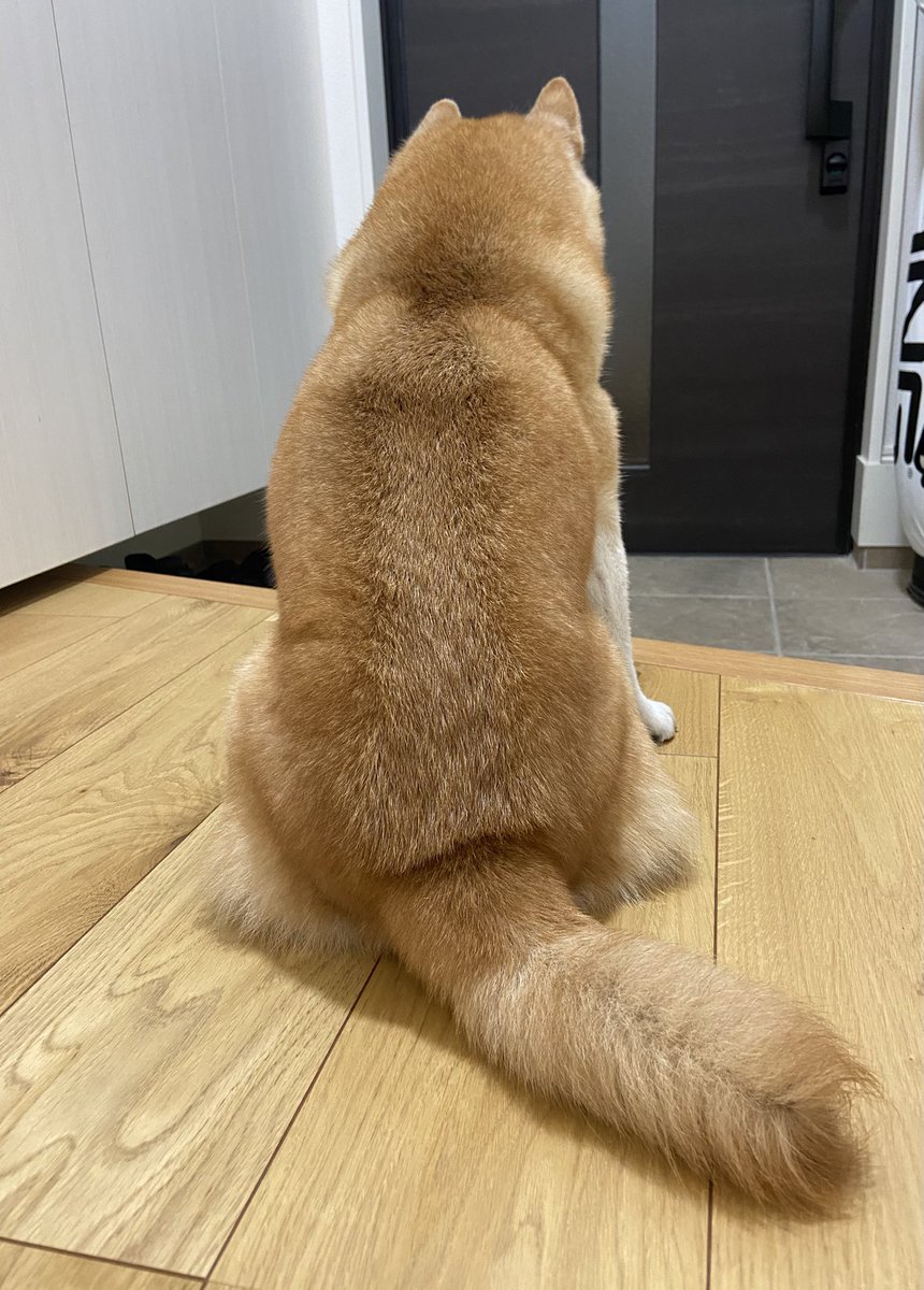 いつもの時間にパパさんを待つ犬🐶
　　　　　パパさん飲み🍶ですよ👩
#柴犬