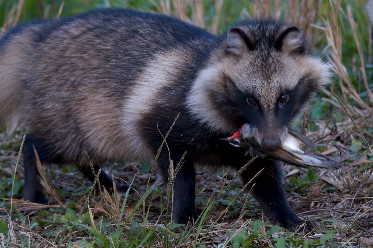 [専用出品]タヌちゃん たぬちゃん (@tamuchanpon) / Posts / X