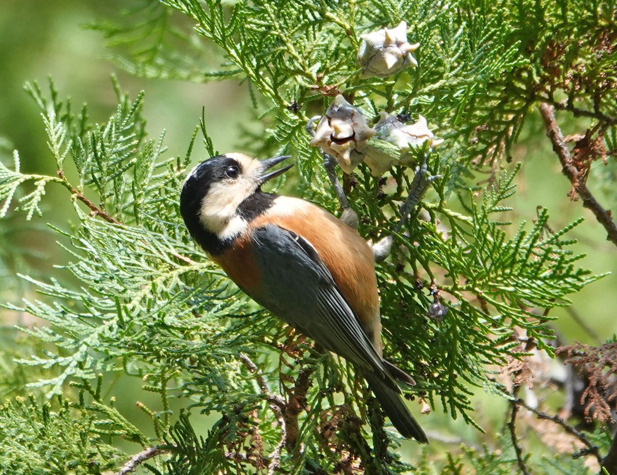 コボリサヤカ様　カモミール コボリサヤカ様 カモミール コボリサヤカ様 カモミール Mini set