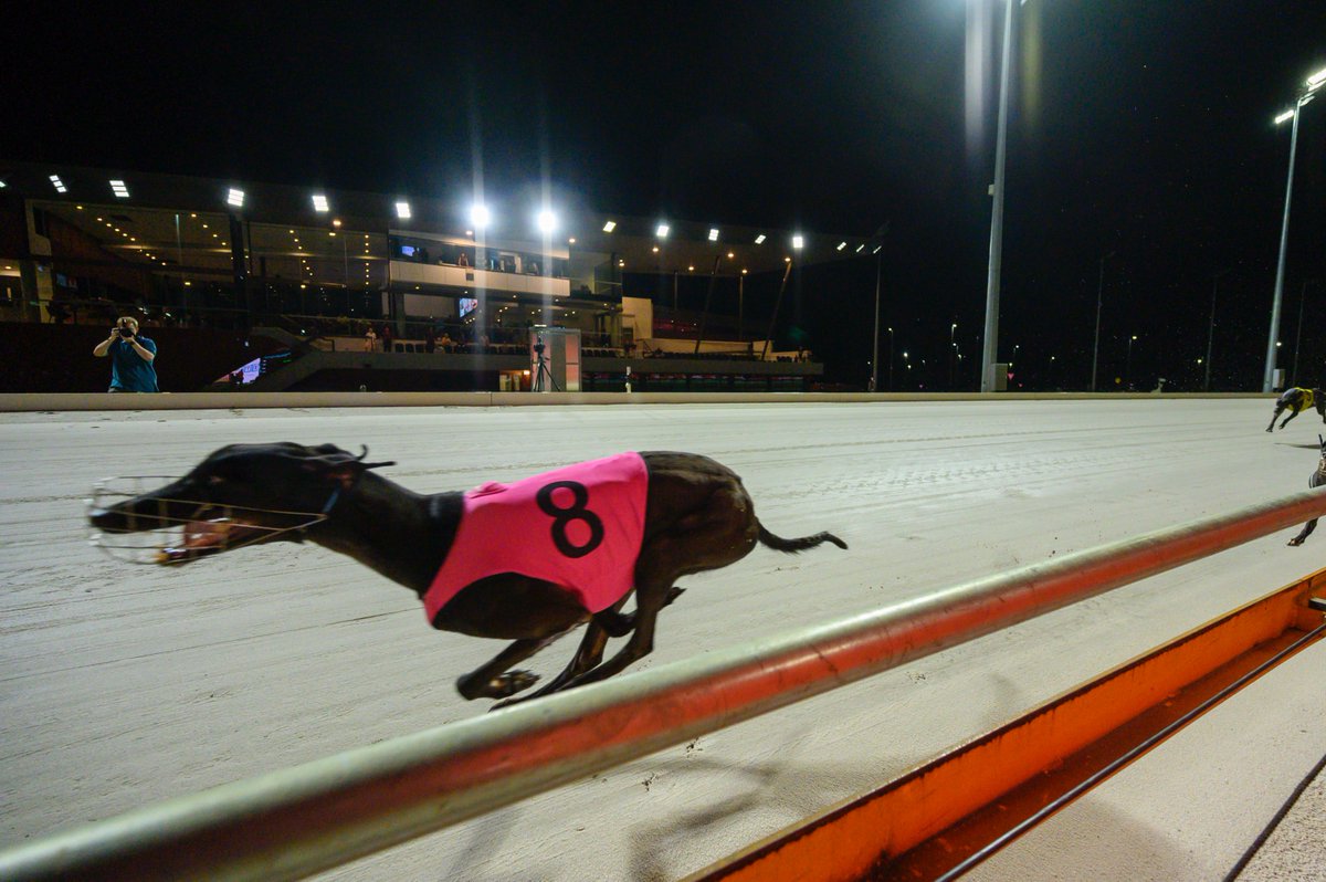 After just one win in his past seven, gun sprinter Star Turn returns to form at the perfect time, taking out heat one of the Lakeside Cup for trainer Jeff Crawford.
He books his spot in next week's inaugural black-type event!