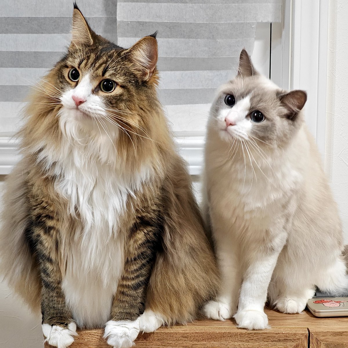 shiroan_chan's tweet photo. 猫、マジで毎日可愛いがピークなので凄い https://t.co/ToBuALmfg9
