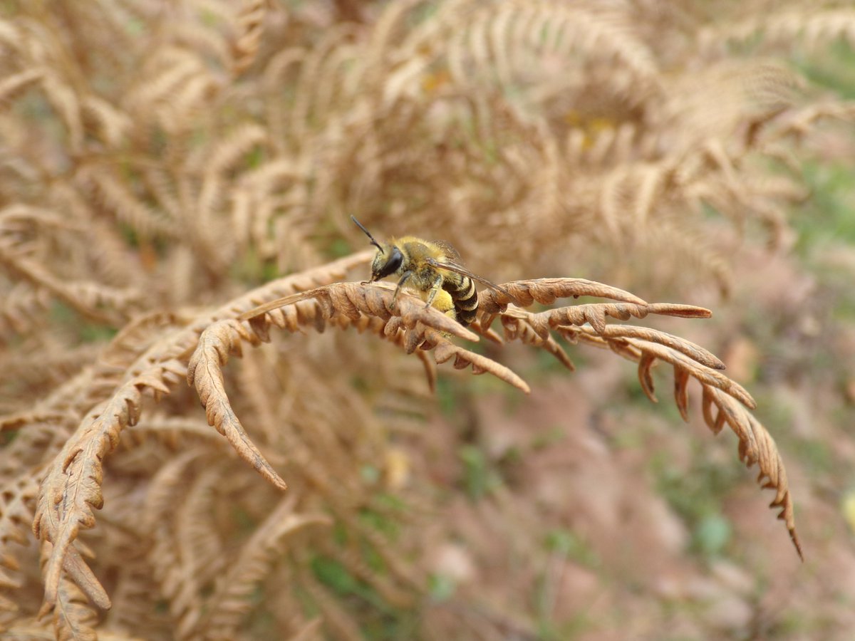 Nice to see this burgeoning little colony of ivy bees in Trowbarrow