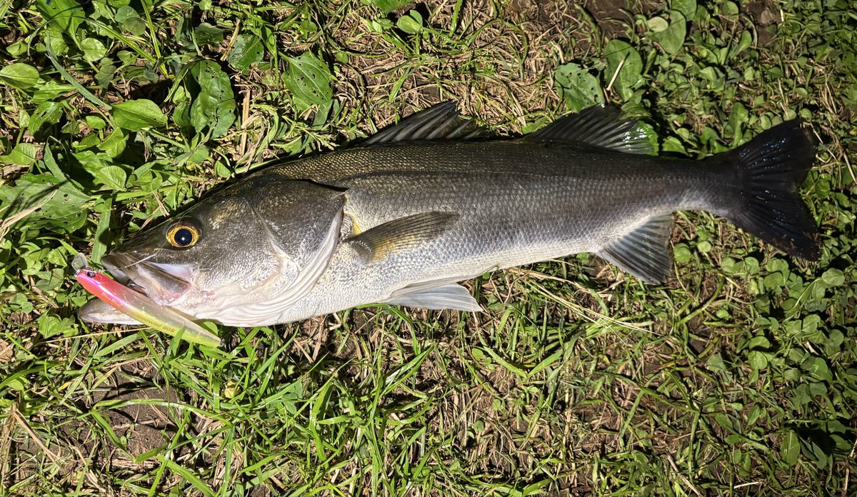 訳あってフルキャスト出来ないから
ずっとサッパパターン探してる。

そんな昨日もランガンで見つけたサッパボイル。

#ブローウィン80s で手前に居たこやつを引き釣れた。

#シーバス #東京湾奥 #小場所 #スズキ 
#BlueBlue #ブルーブルー