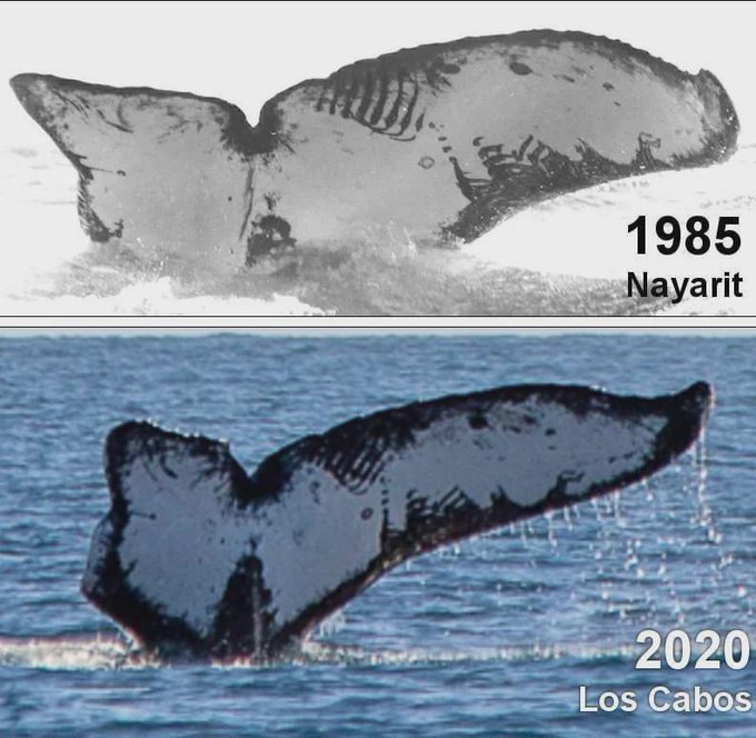 The same whale found afther 35 years in Los Cabos, on the west coast of Mexico.