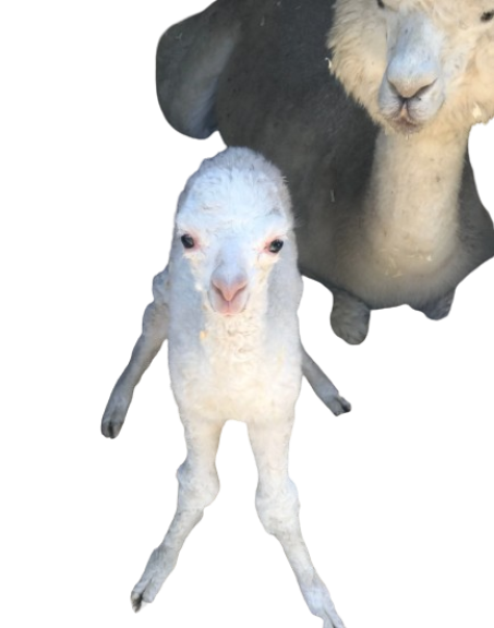 C. M. Kosemen tweet media