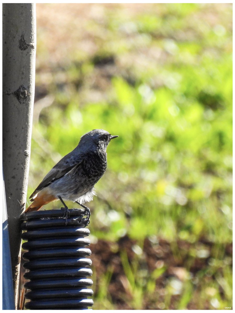 Yama_VP's tweet photo. • Phoenicurus ochruros

[Codirosso Spazzacamino/ Black Redstart] 

#phoenicurusochruros #Codirosso #BlackRedstart #CodirossoSpazzacamino #ParcoAltaMurgia #WildLife #WildLifePhotography #Birds #MurGeoPark #Italy #Puglia #Apulia #Afni 
#Photography
#Yama��� #山 https://t.co/PB0of7NU6f