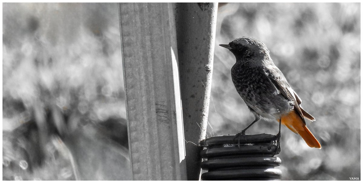 Yama_VP's tweet photo. • Phoenicurus ochruros

[Codirosso Spazzacamino/ Black Redstart] 

#phoenicurusochruros #Codirosso #BlackRedstart #CodirossoSpazzacamino #ParcoAltaMurgia #WildLife #WildLifePhotography #Birds #MurGeoPark #Italy #Puglia #Apulia #Afni 
#Photography
#Yama��� #山 https://t.co/PB0of7NU6f