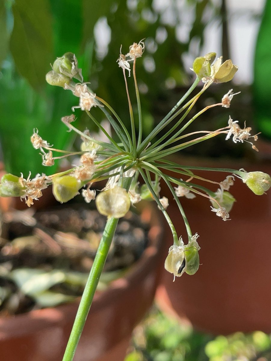 ayafarm2022's tweet photo. 【ニラの種】

開花を始めてから1ヶ月強。
やっと少しづつ、種が黒ずんできました。

花から種になるまでの、カタチの変化が面白いです🥰

#家庭菜園
#プランター自然農
#ベランダ菜園
#お部屋菜園
#ベランダ菜園記録
#ニラ https://t.co/fID5cln9IN